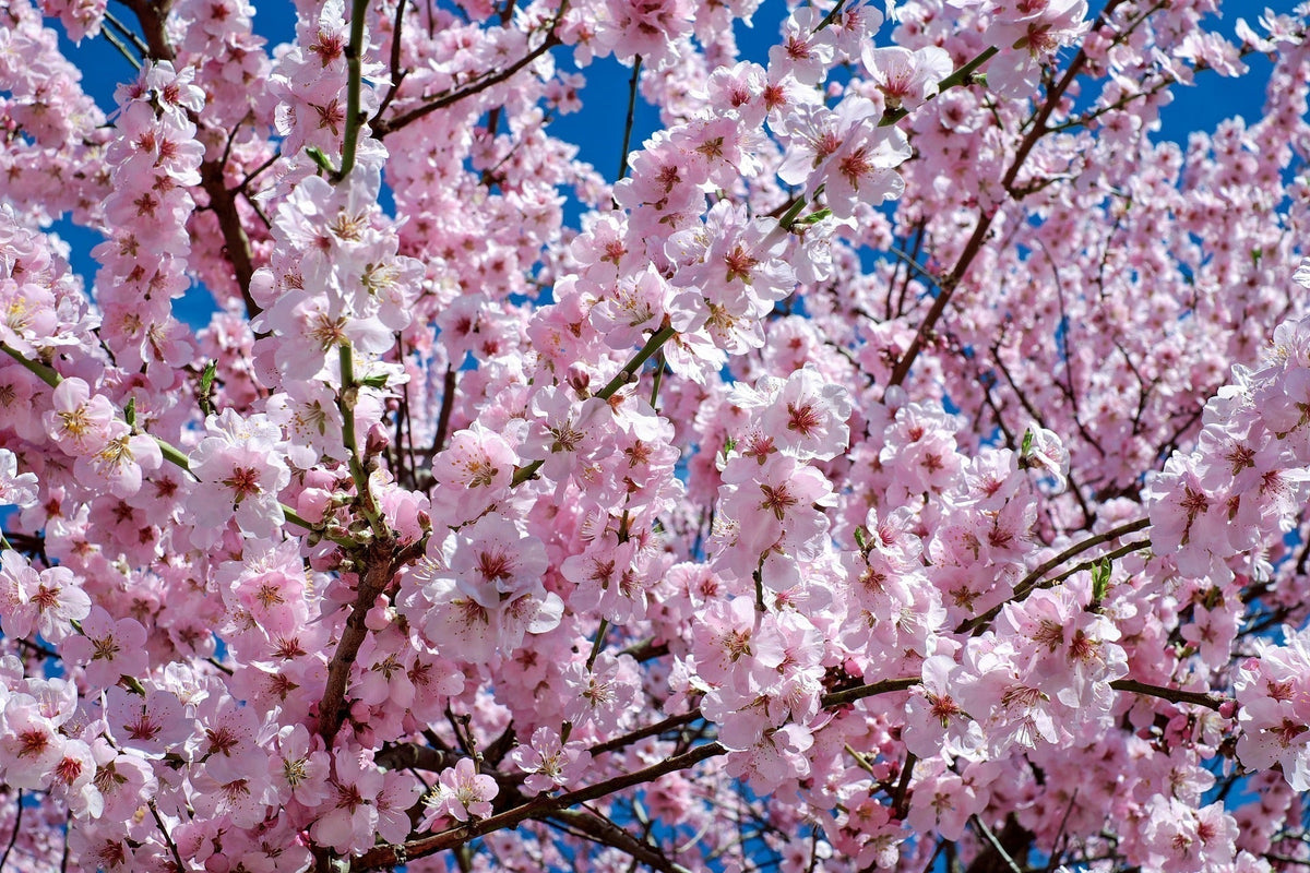 軽井沢の桜の見頃はいつ？開花時期とおすすめスポットを紹介